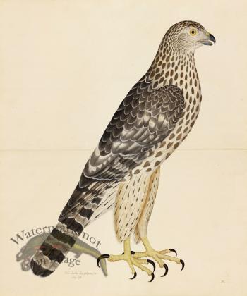 GOSHAWK, JUV.  FEMALE, NORTHERN TYPE . PL 32